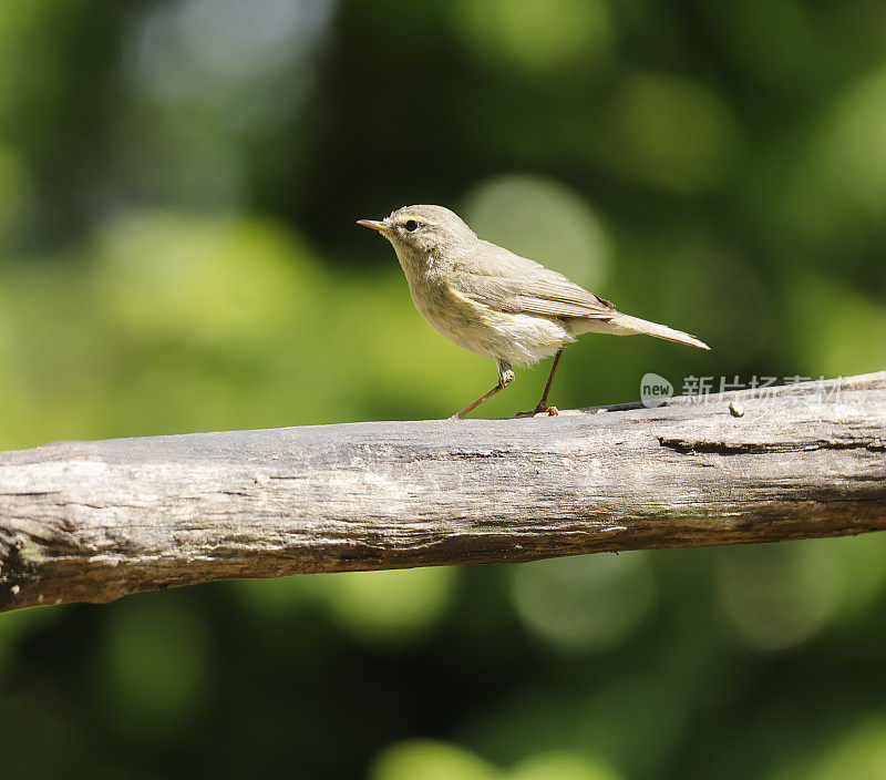 金缕草(Phylloscopus collybita)